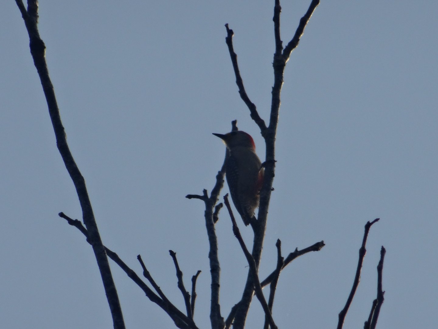 Hill Bank- Golden-Bellied Woodpecker