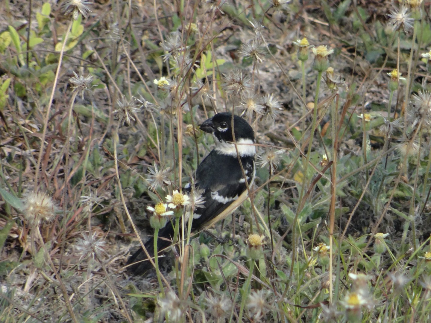 Hill Bank- Morelet's Seedeater