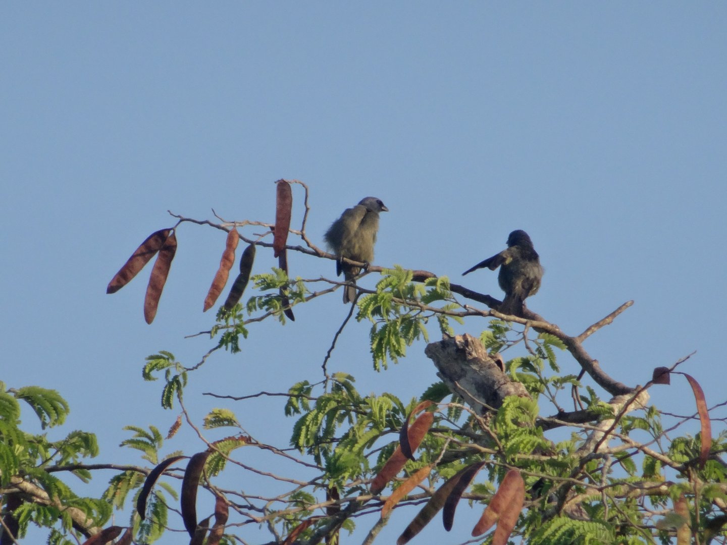 Hill Bank- Purple Martins
