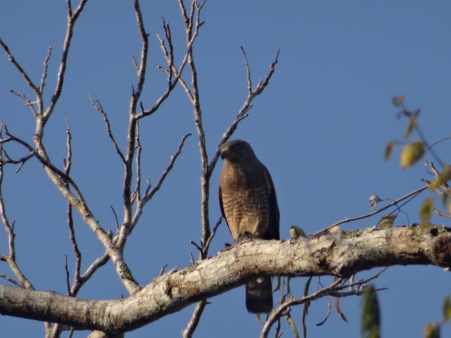 Hill Bank- Roadside Hawk