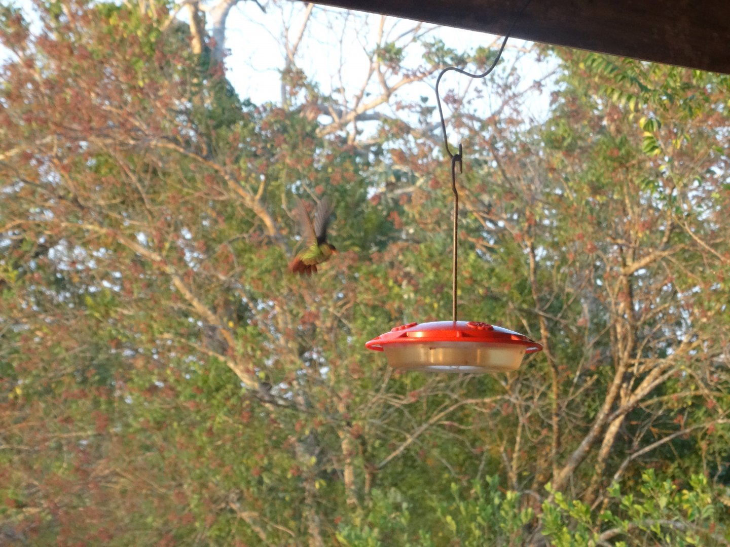 Hill Bank- Rufous-Tailed Hummingbird