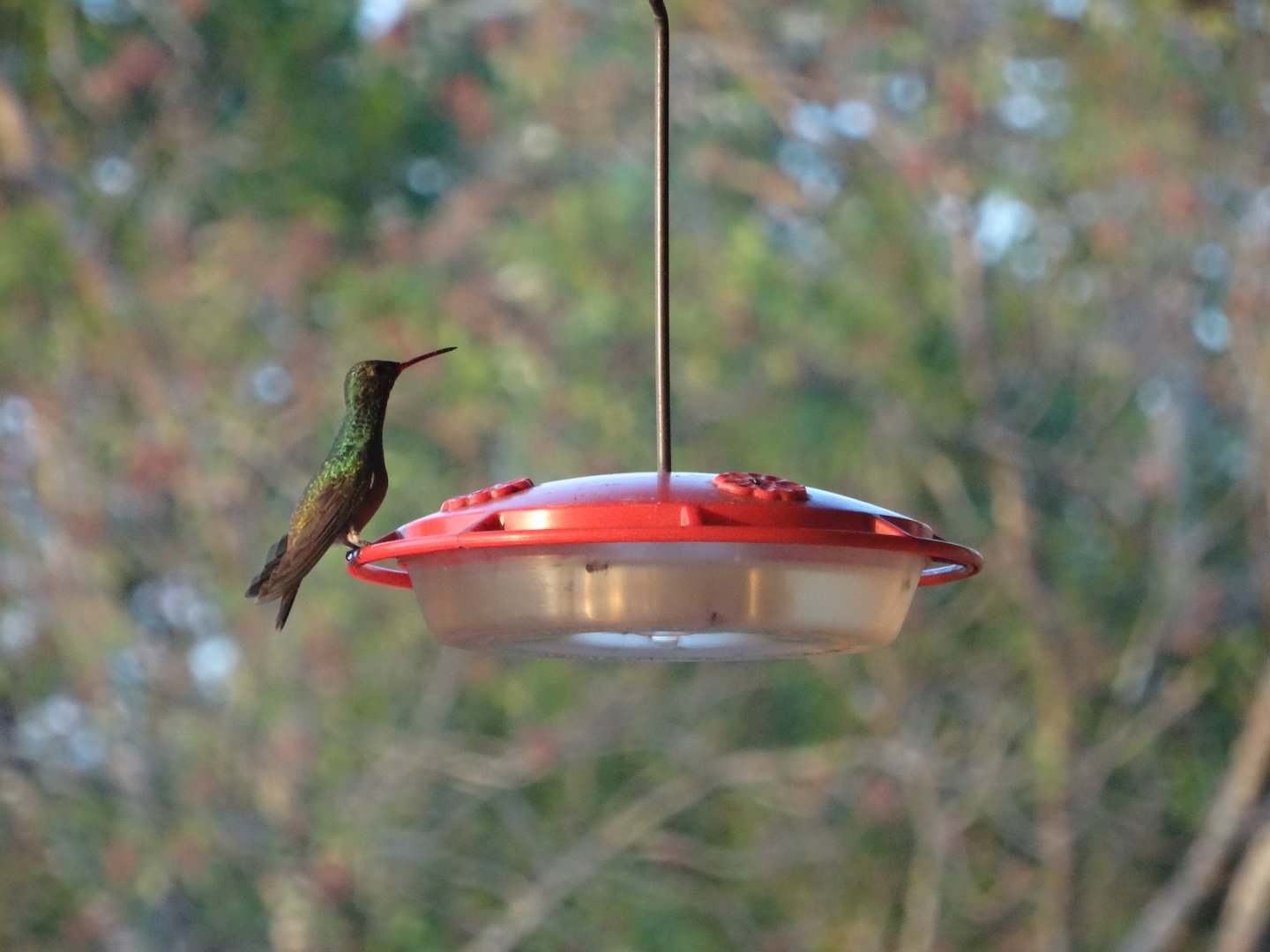 Hill Bank- Rufous-Tailed Hummingbird