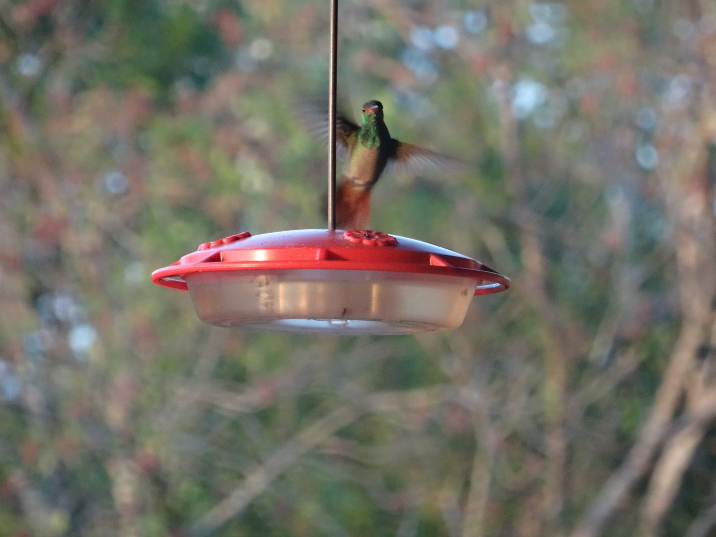 Hill Bank- Rufous-Tailed Hummingbird