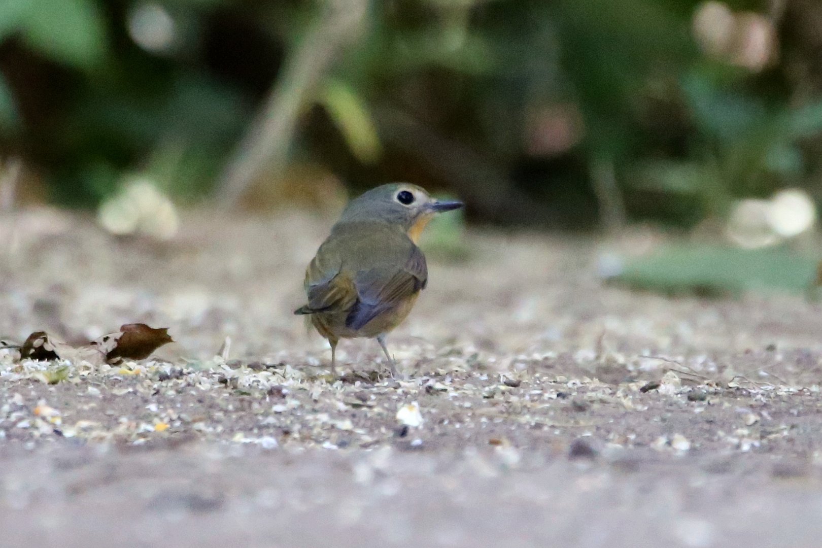 Hill Blue Flycatcher (Cyornis whitei), Female