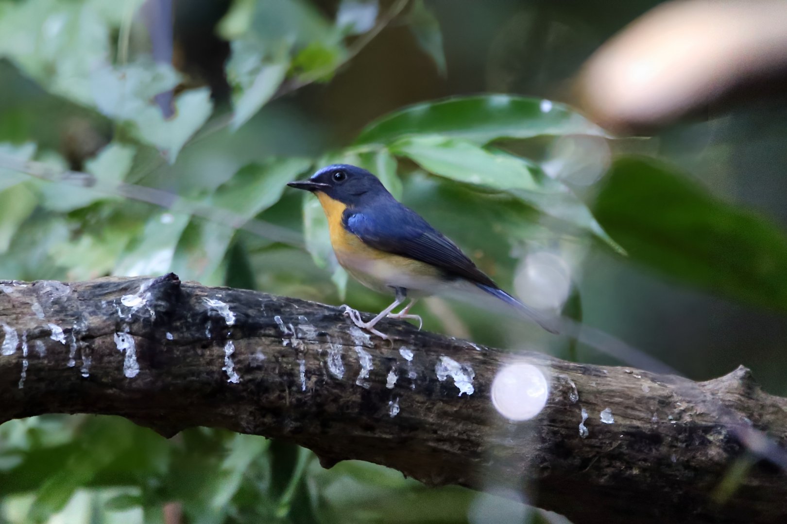 Hill Blue Flycatcher (Cyornis whitei), Male