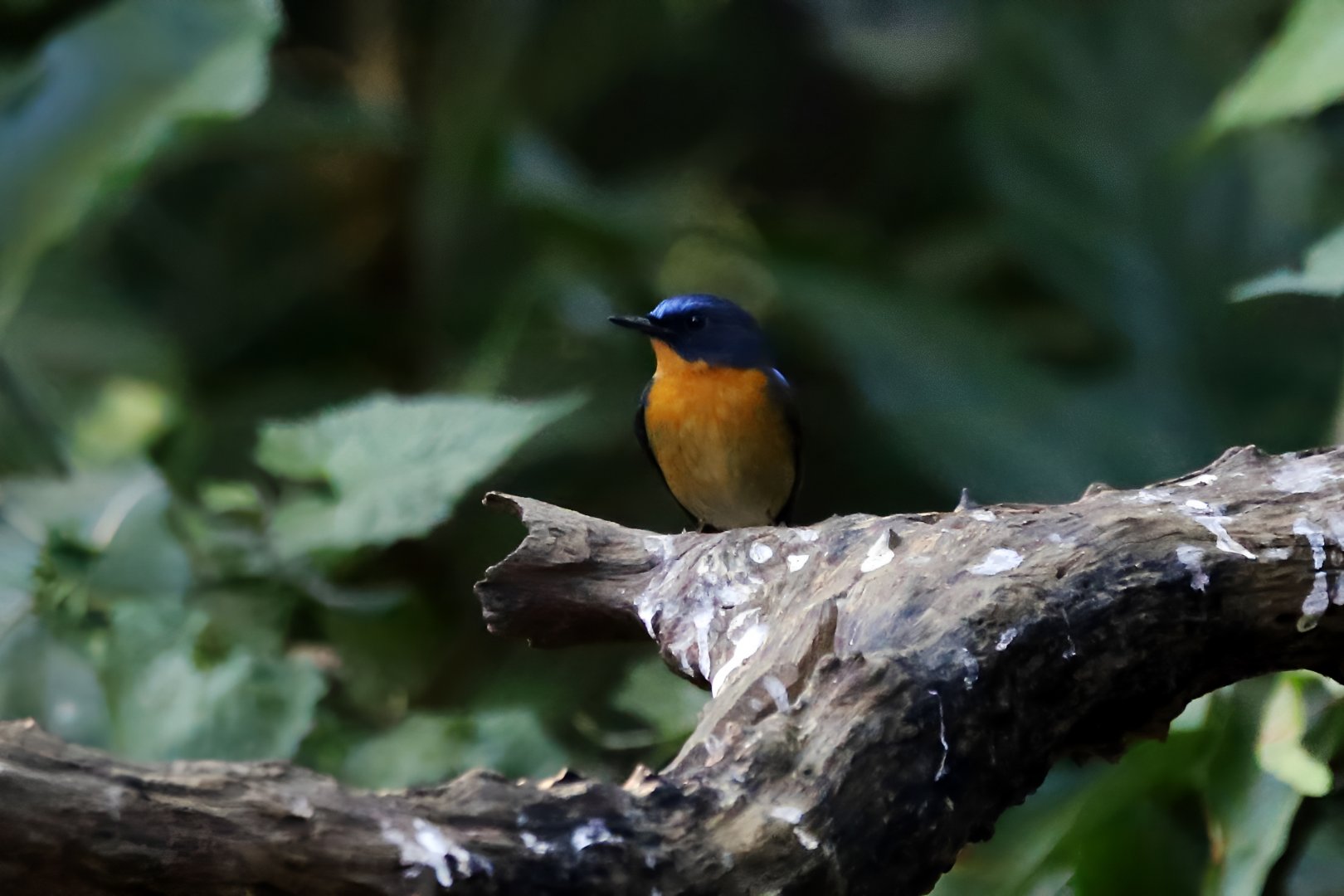 Hill Blue Flycatcher (Cyornis whitei), Male