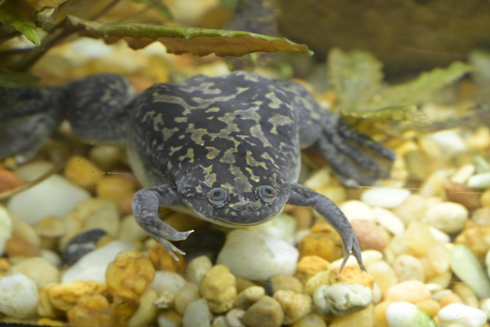 Hill City AquaZoo - African Clawed Frog (Xenopus laevis)