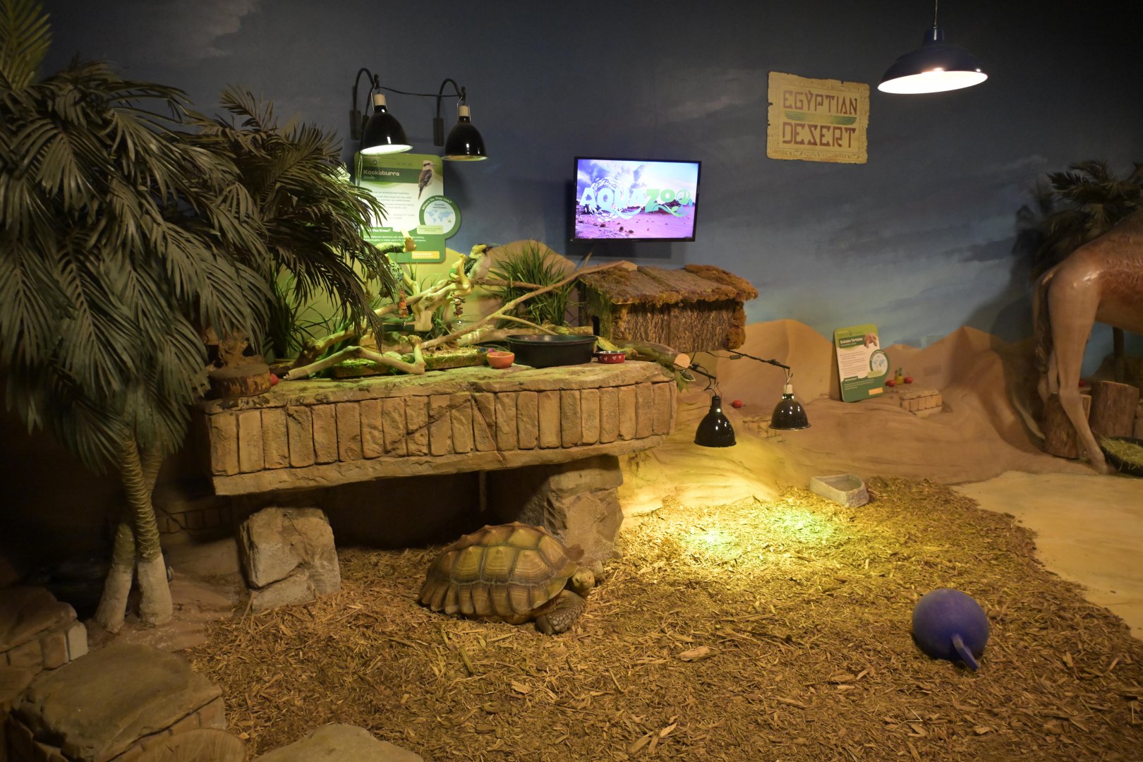 Hill City AquaZoo - African Spurred Tortoise and Laughing Kookaburra Exhibit(s)