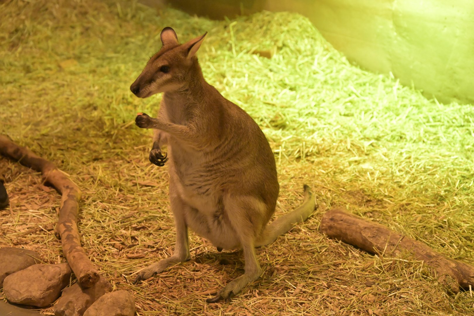 Hill City AquaZoo - Agile Wallaby (Notamacropus agilis)