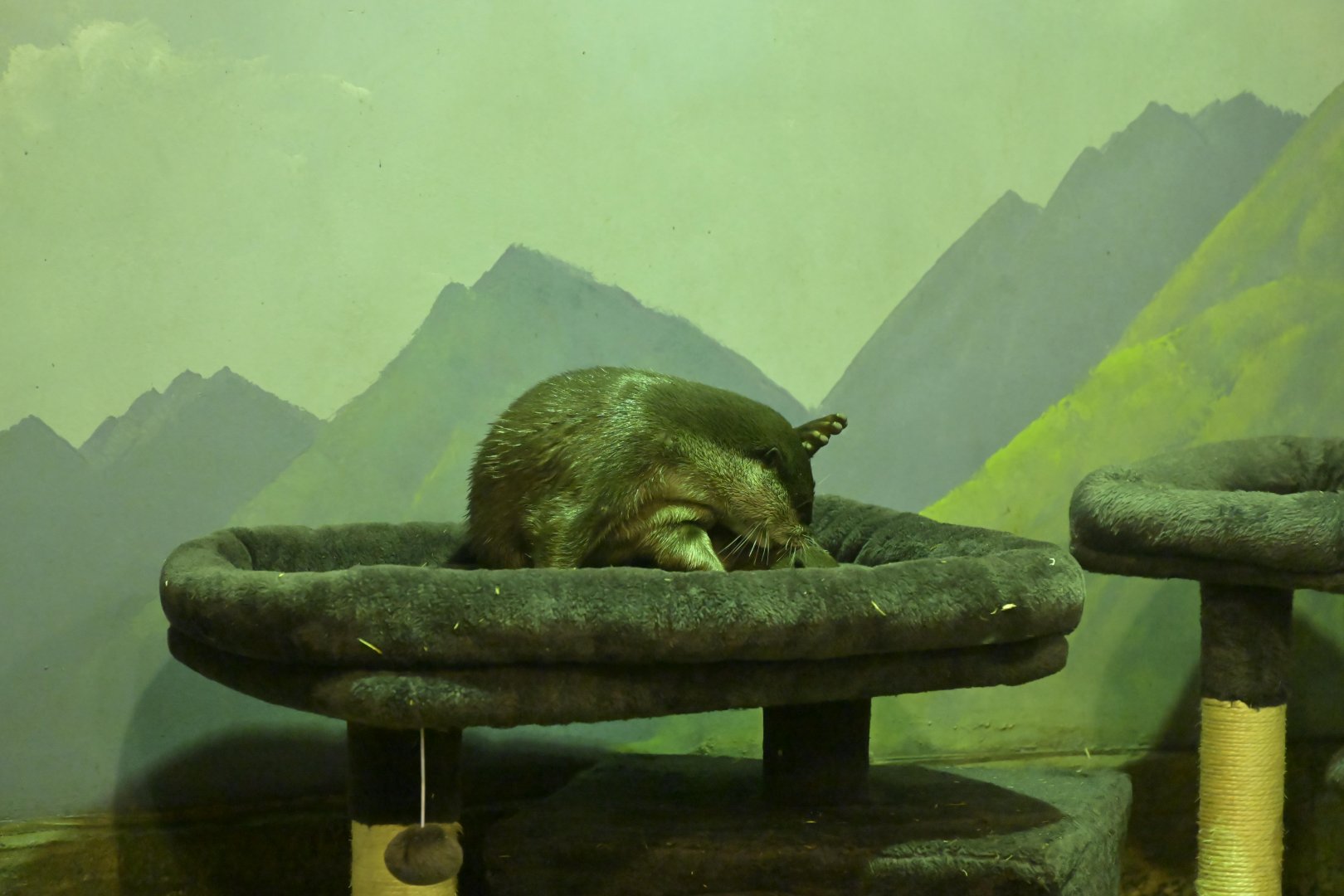 Hill City AquaZoo - Asian Small-clawed Otter (Lutra cinerea)