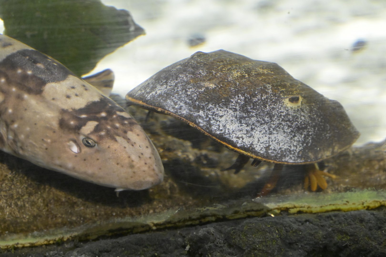 Hill City AquaZoo - Atlantic Horseshoe Crab (Limulus polyphemus) and White-spotted Bamboo Shark (Chiloscyllium plagiosum)