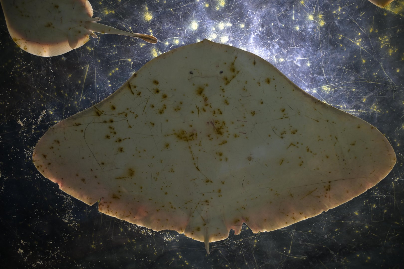 Hill City AquaZoo - Butterfly Ray (Gymnura spp.)