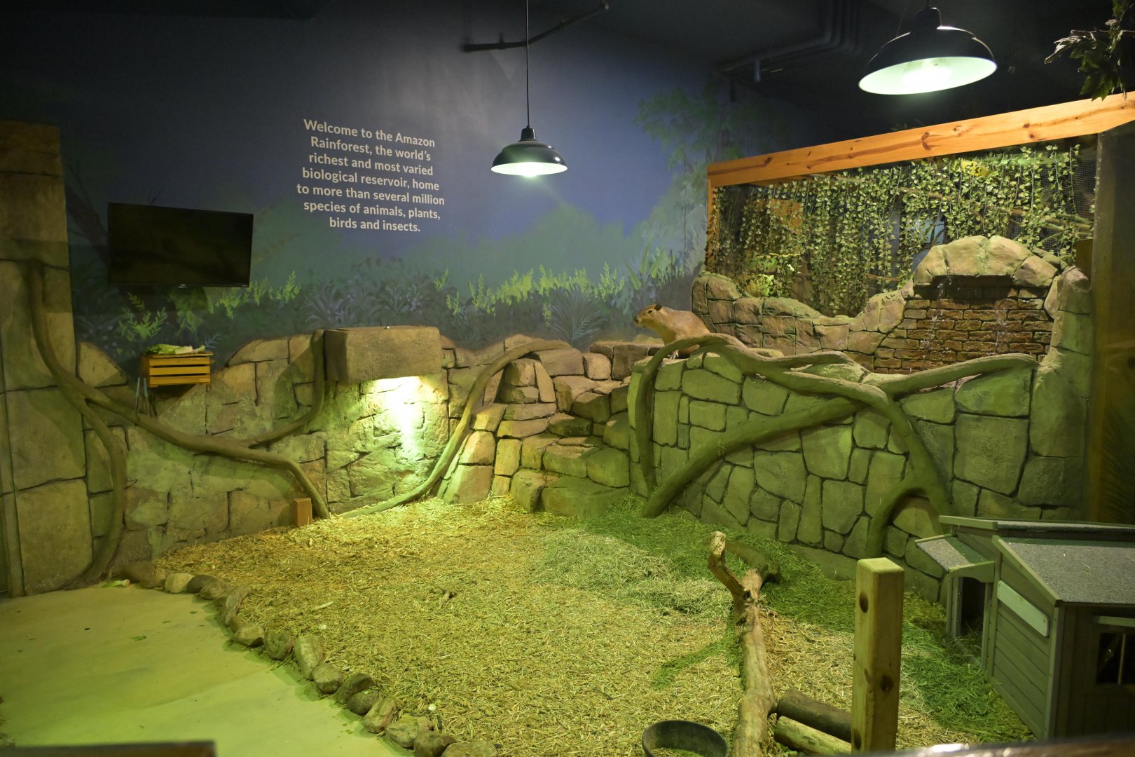 Hill City AquaZoo - Capybara Exhibit