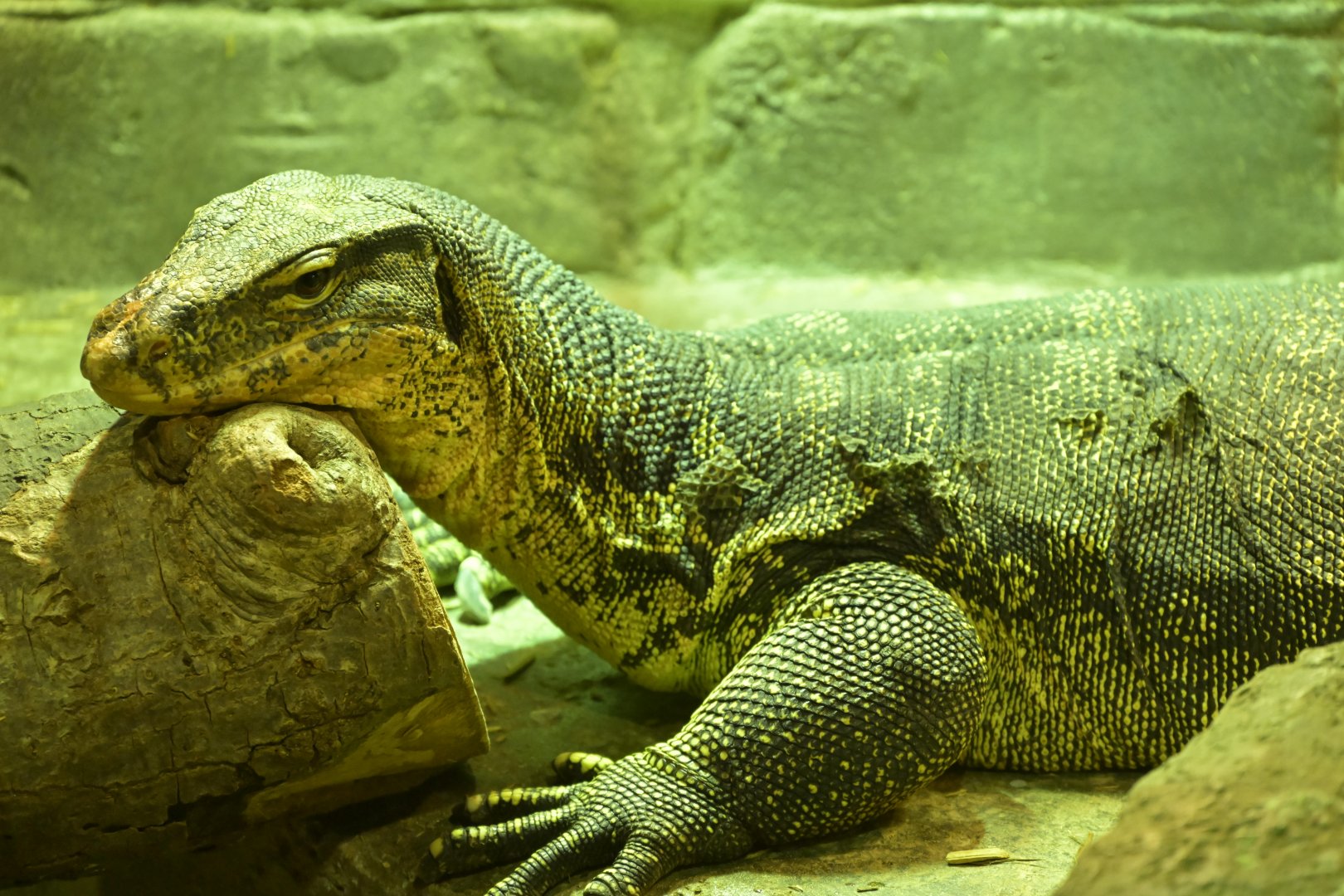 Hill City AquaZoo - Common Water Monitor (Varanus salvator)
