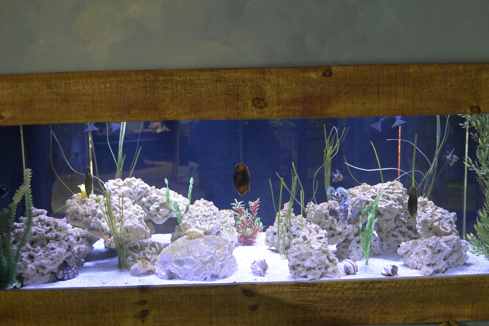 Hill City AquaZoo - Coral Reef Tank with (live) White-spotted Bamboo Shark eggs