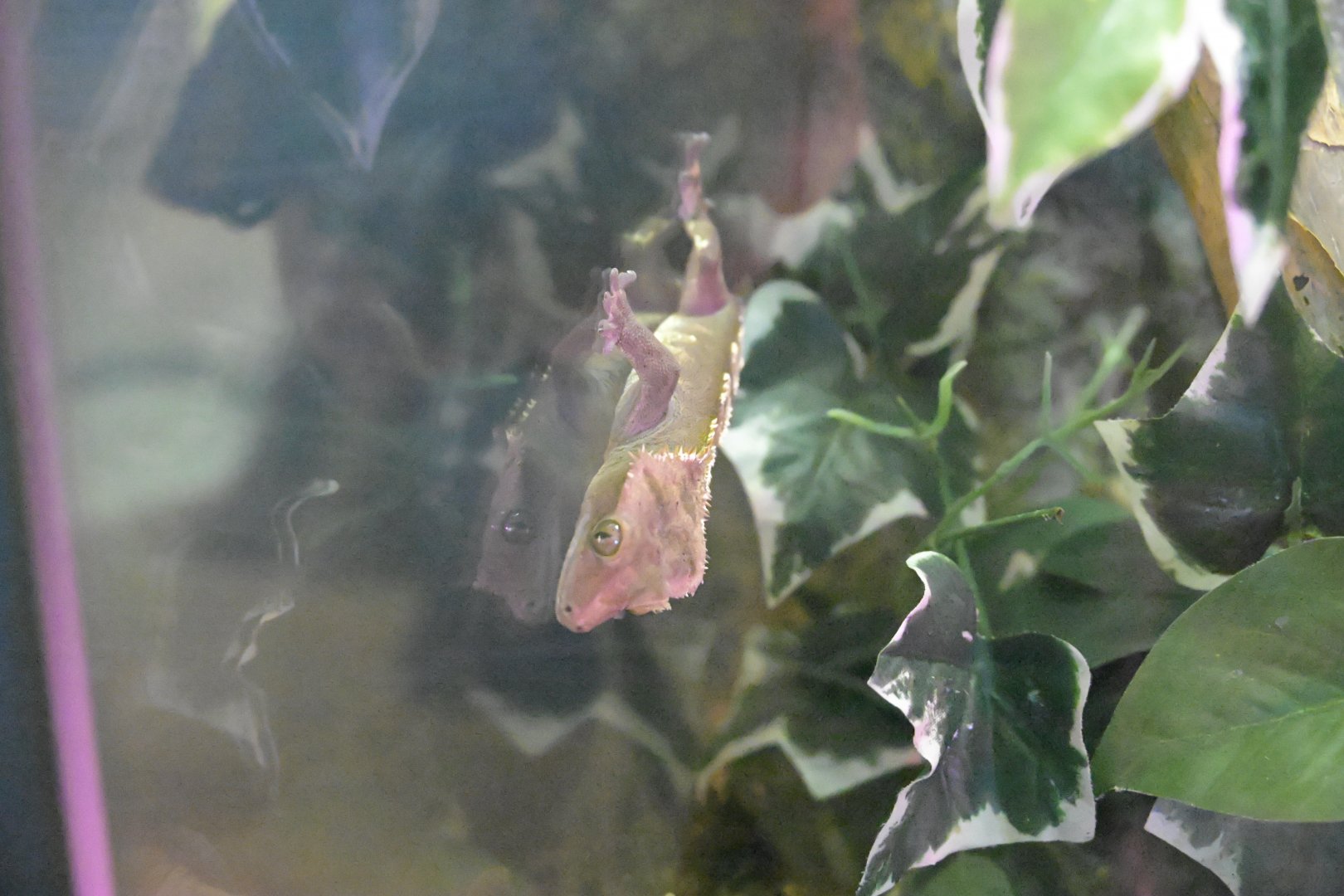 Hill City AquaZoo - Crested Giant Gecko (Correlophus ciliatus)