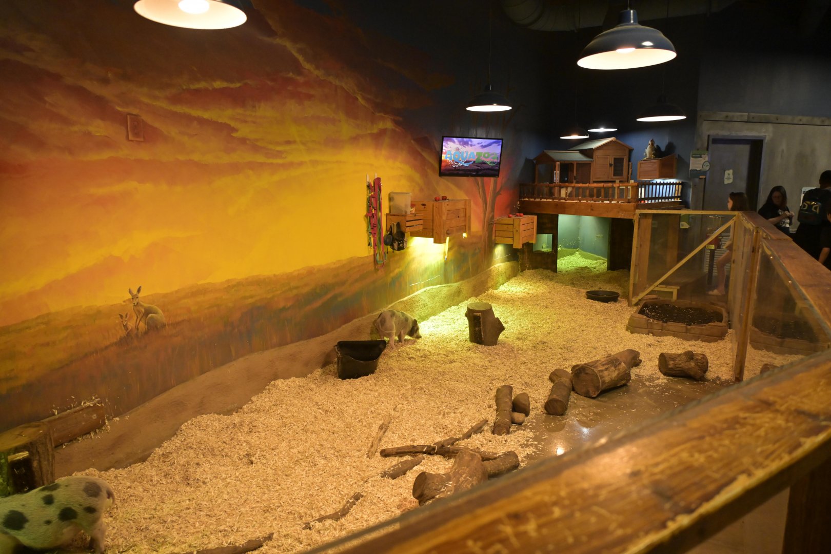 Hill City AquaZoo - Domestic Pig Exhibit