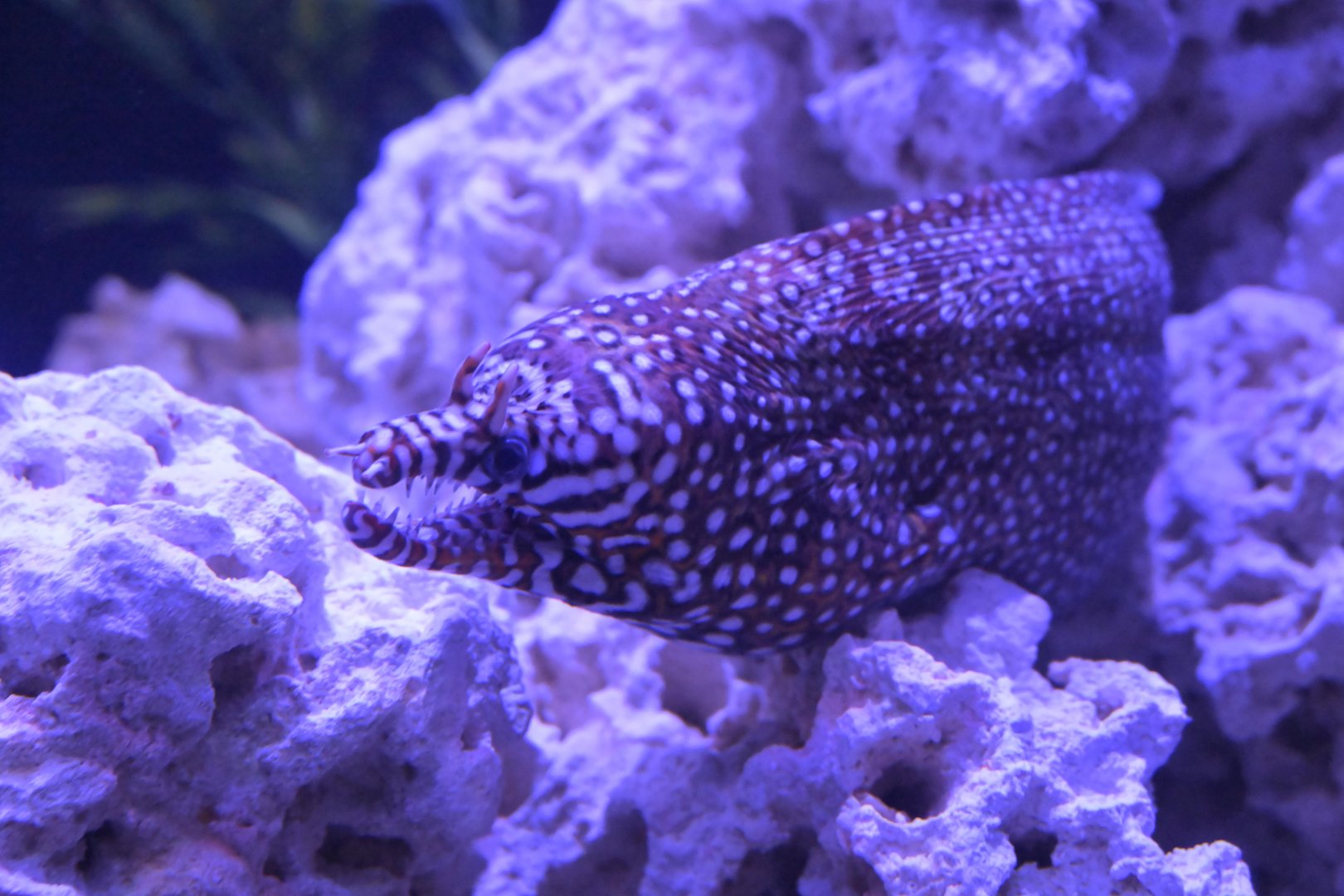 Hill City AquaZoo - Dragon Moray (Enchelycore pardalis)