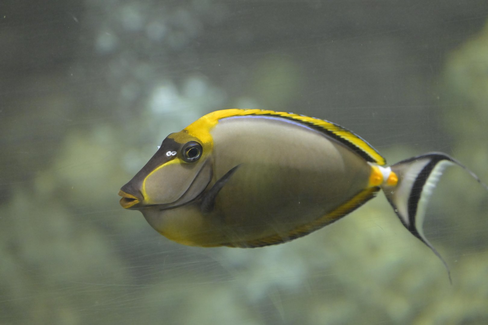 Hill City AquaZoo - Elegant Unicornfish (Naso elegans)