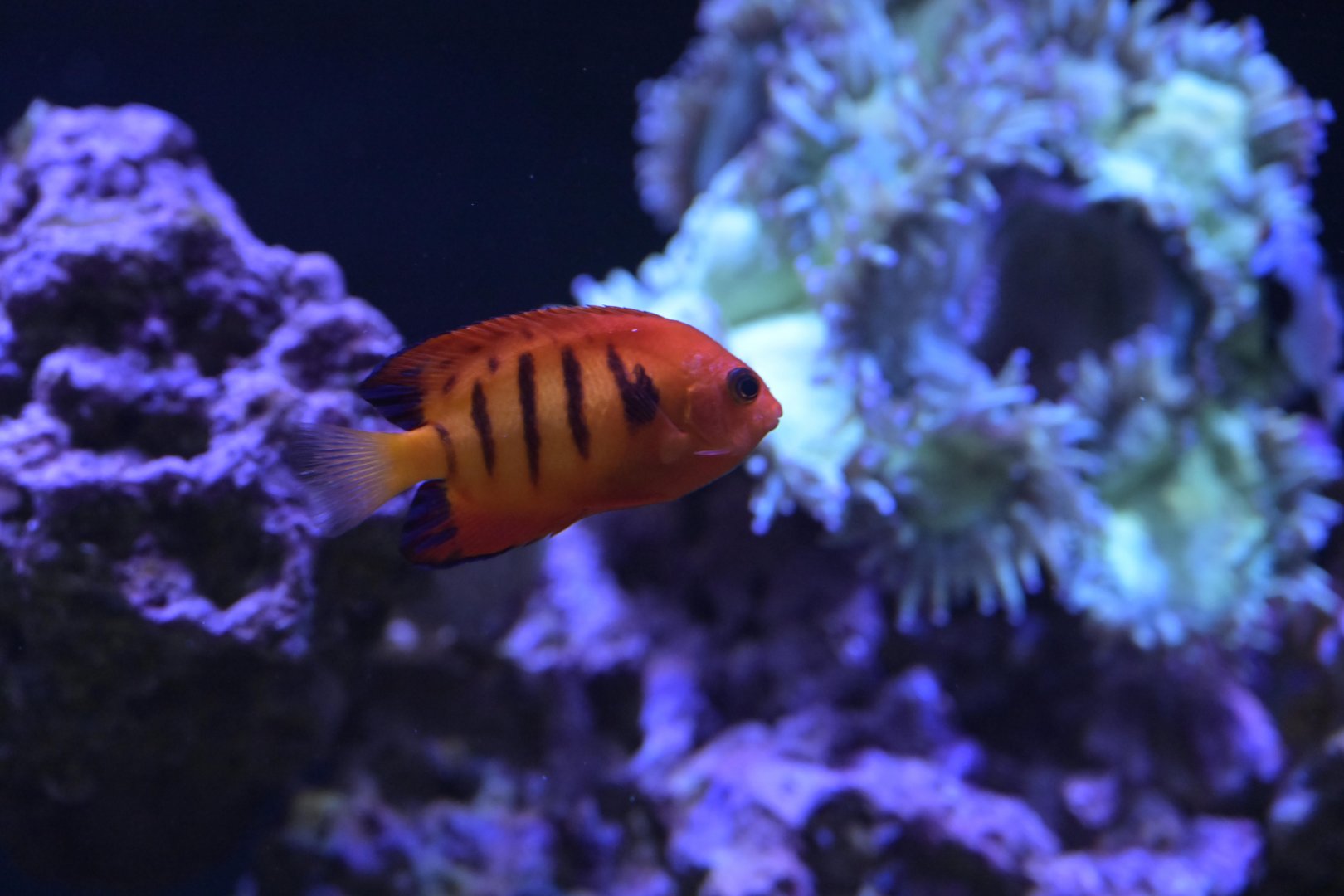 Hill City AquaZoo - Flame Angelfish (Centropyge loriculus)