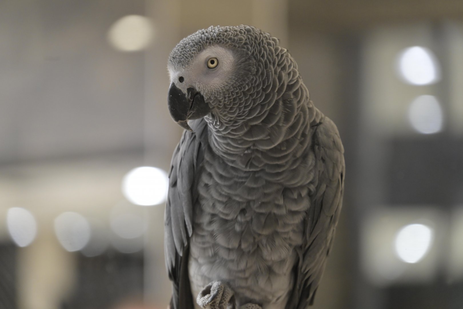 Hill City AquaZoo - Gray Parrot (Psittacus erithacus)