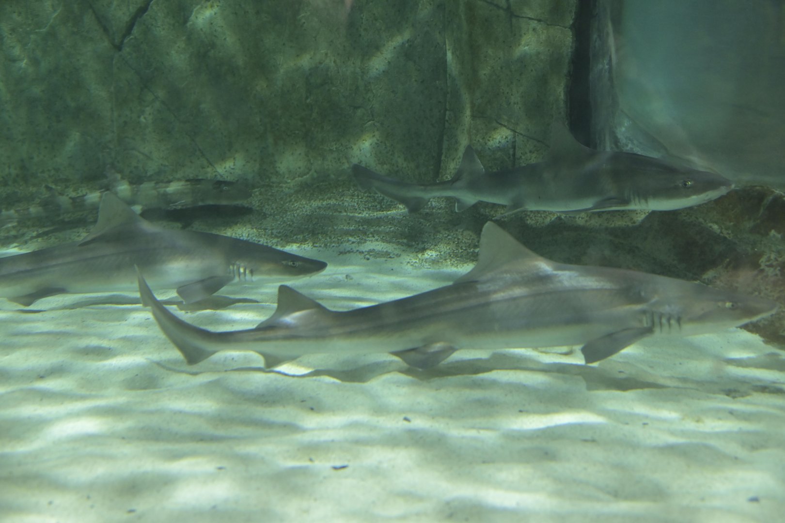 Hill City AquaZoo - Gray Smooth-hounds (Mustelus californicus) and a White-spotted Bamboo Shark (Chiloscyllium plagiosum)