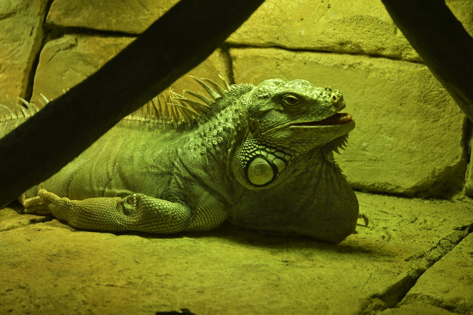 Hill City AquaZoo - Green Iguana (Iguana iguana)