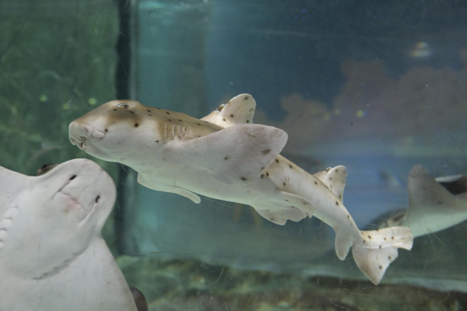 Hill City AquaZoo - Horn Shark (Heterodontus francisci) with Bat Ray (Myliobatis californica) photobomb