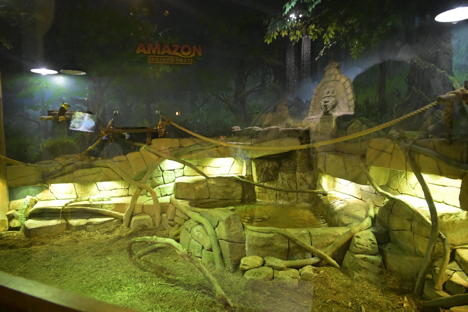 Hill City AquaZoo - Keel-billed Toucan and Green Iguana Exhibit