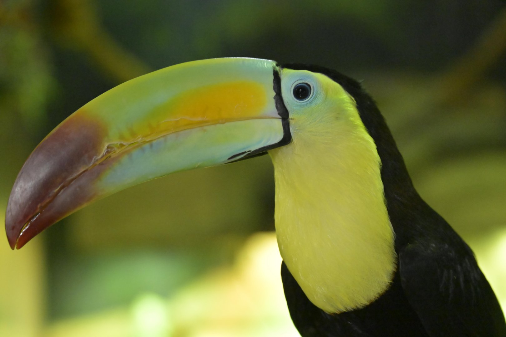 Hill City AquaZoo - Keel-billed Toucan (Ramphastos sulfuratus)