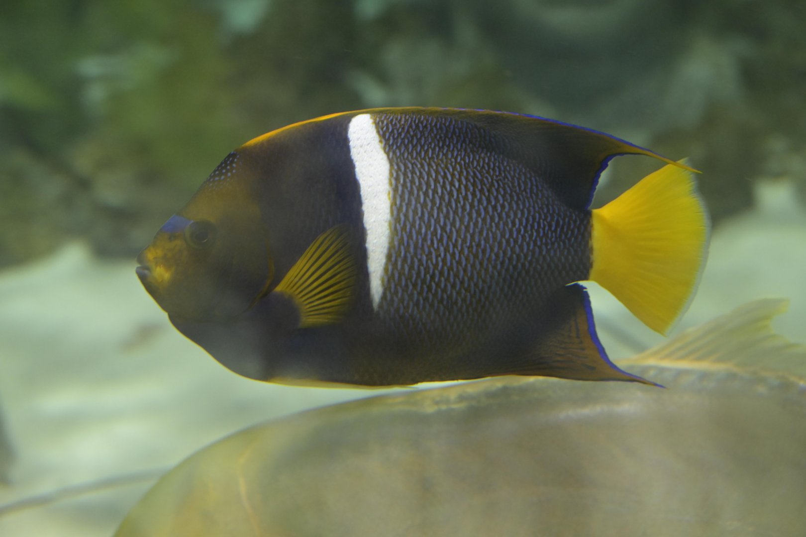 Hill City AquaZoo - King Angelfish (Holacanthus passer)