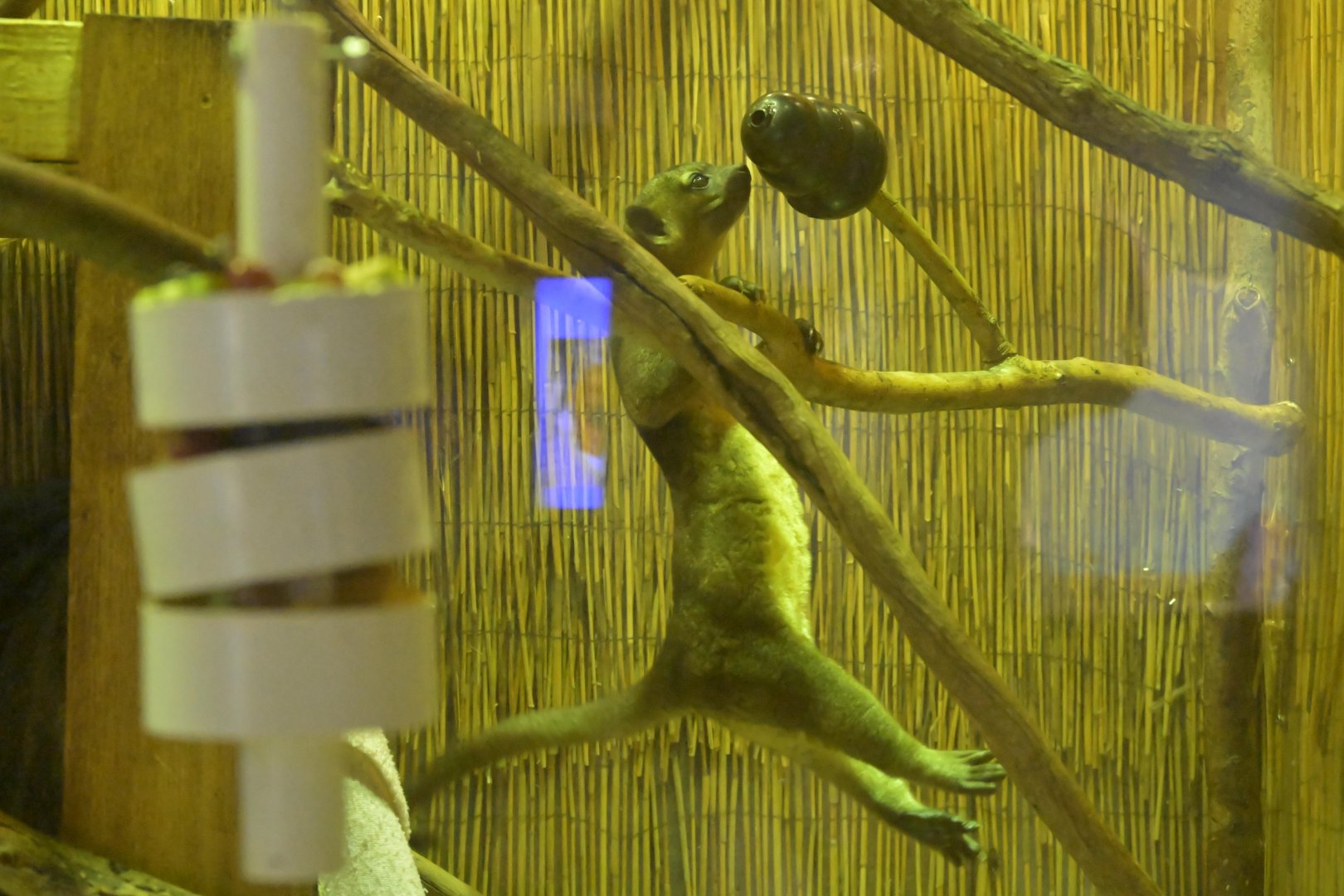 Hill City AquaZoo - Kinkajou (Potos flavus)