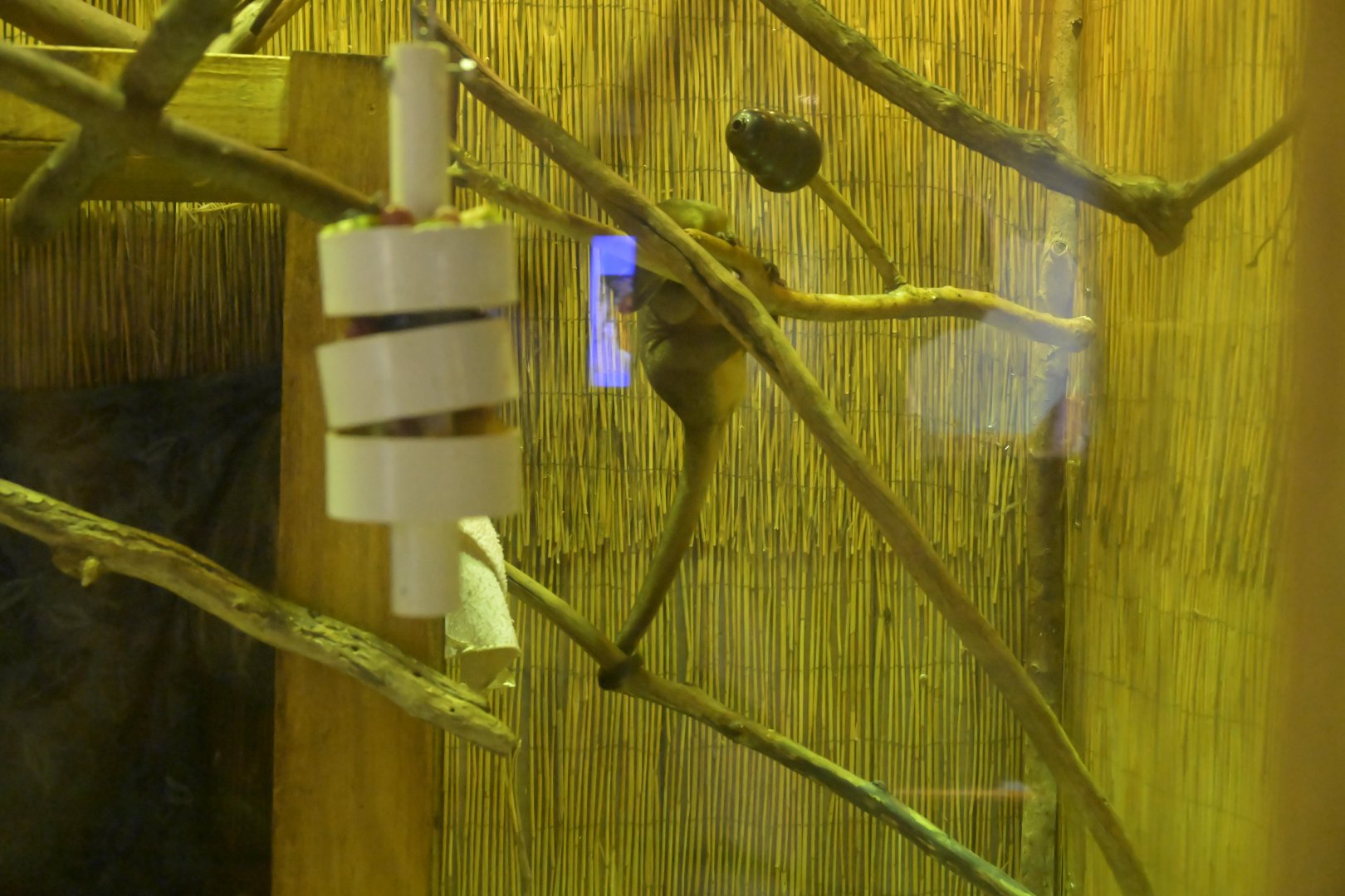 Hill City AquaZoo - Kinkajou (Potos flavus)