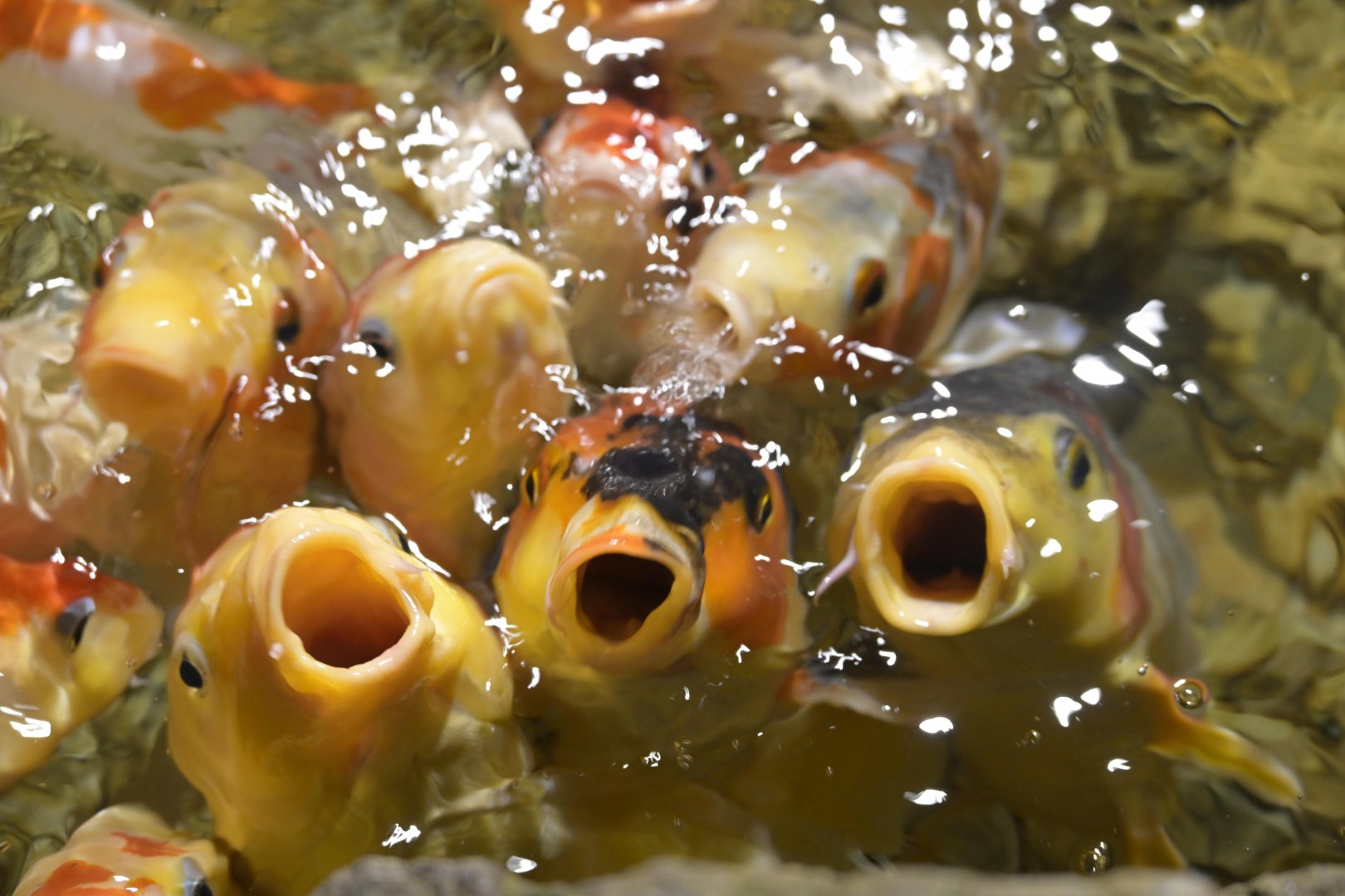 Hill City AquaZoo - Koi