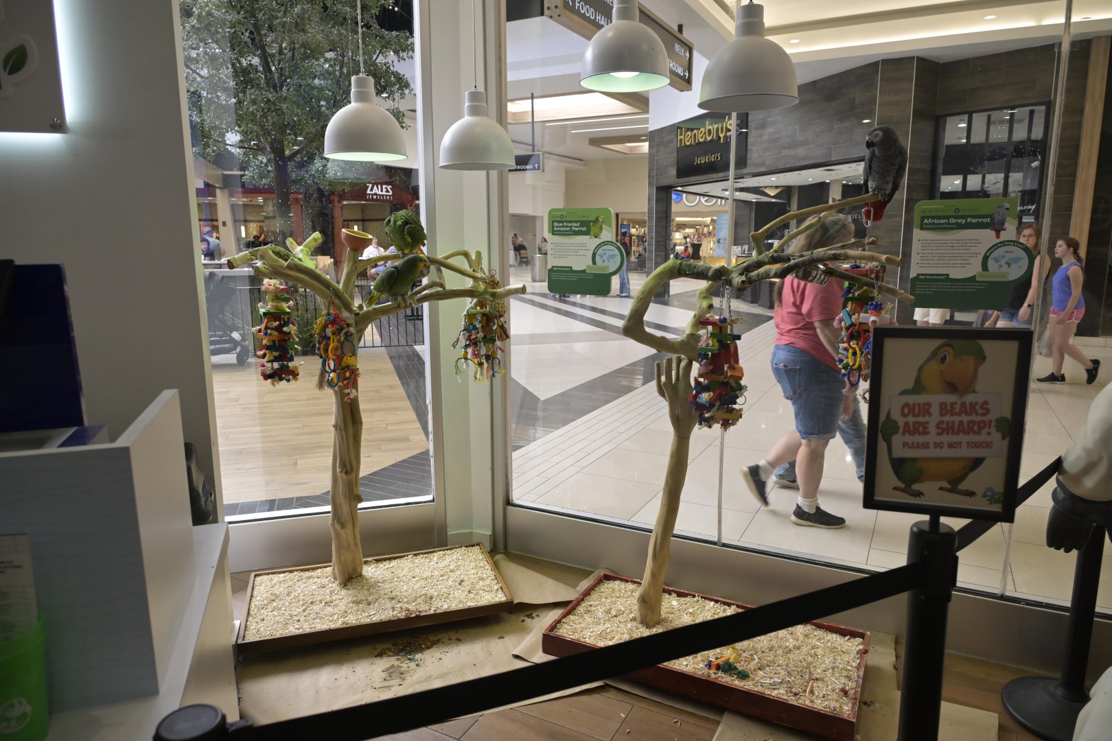 Hill City AquaZoo - Parrot Displays