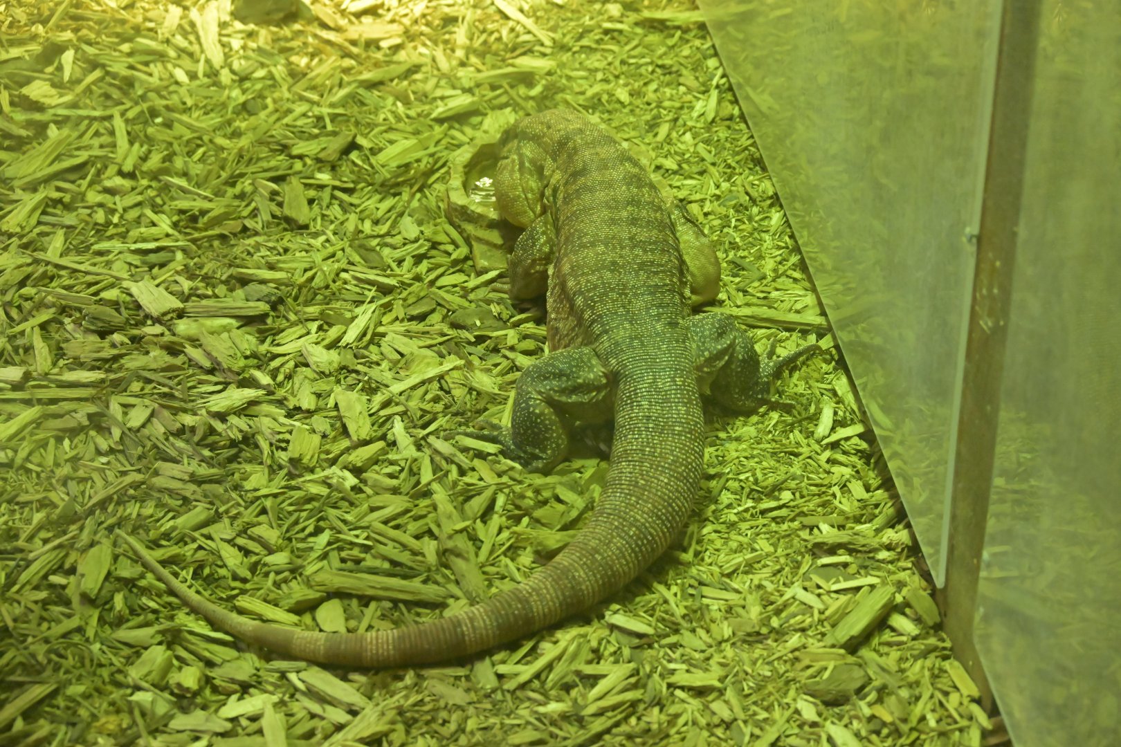 Hill City AquaZoo - Red Tegu (Salvator rufescens)