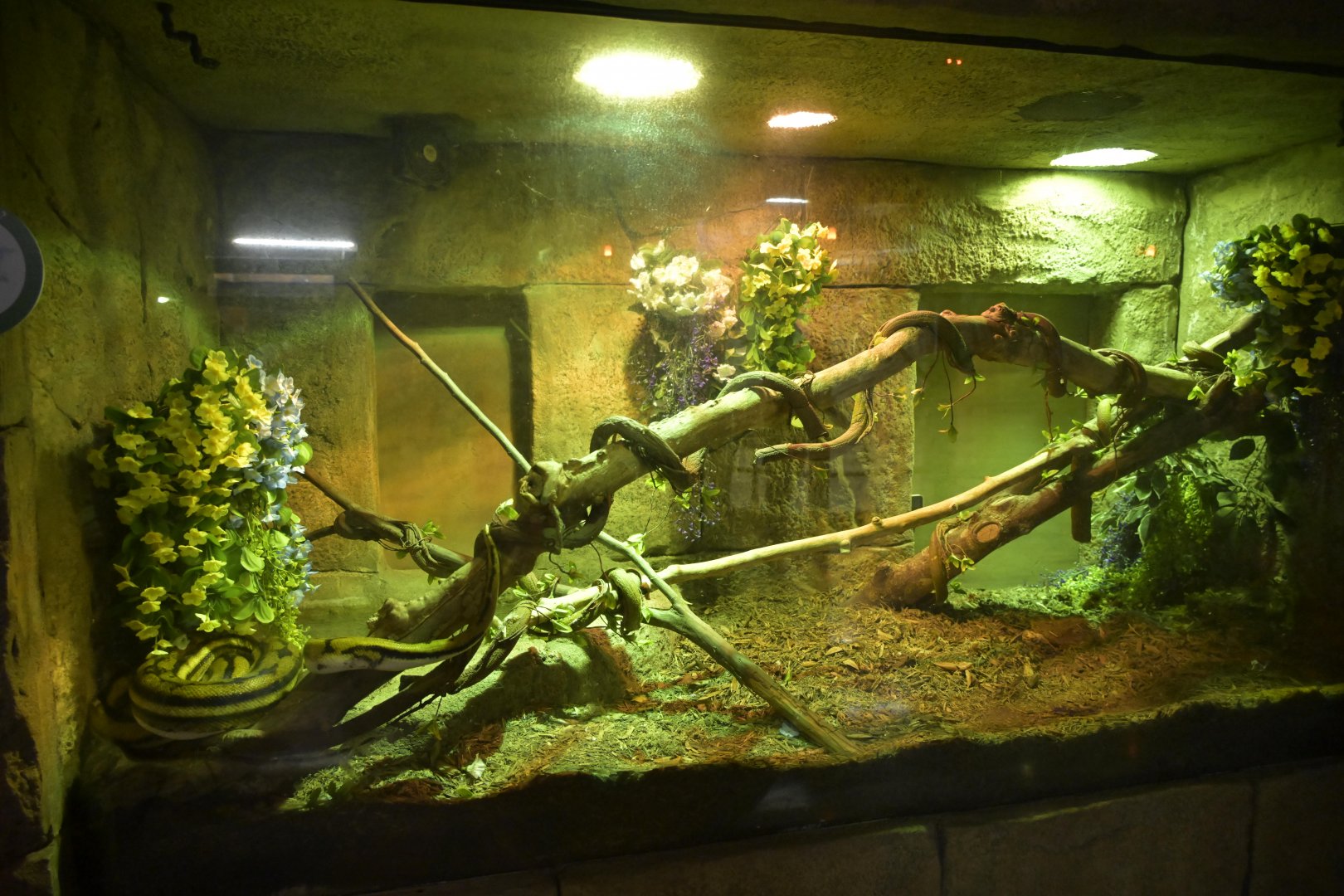 Hill City AquaZoo - Reticulated Python (Malayopython reticulatus) Exhibit