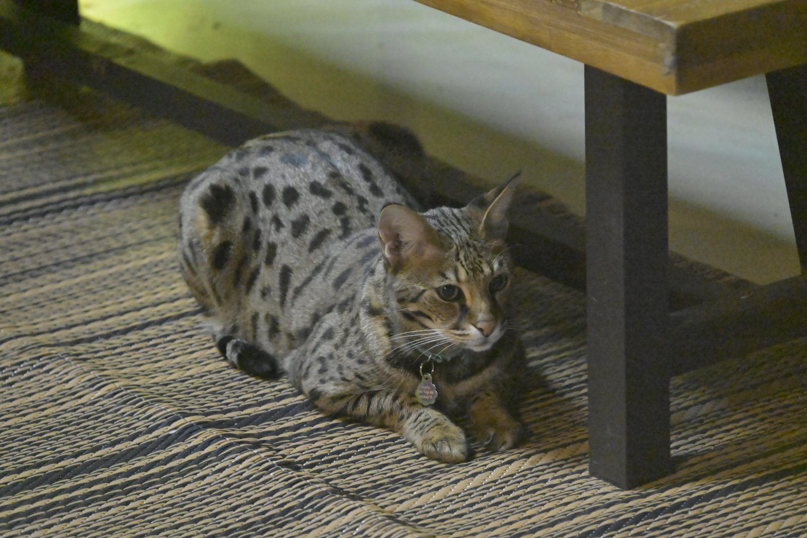 Hill City AquaZoo - Savannah Cat (Felis catus × Leptailurus serval)