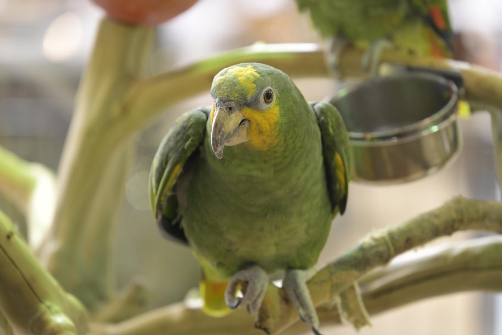 Hill City AquaZoo - Turquoise-fronted Amazon (Amazona aestiva)