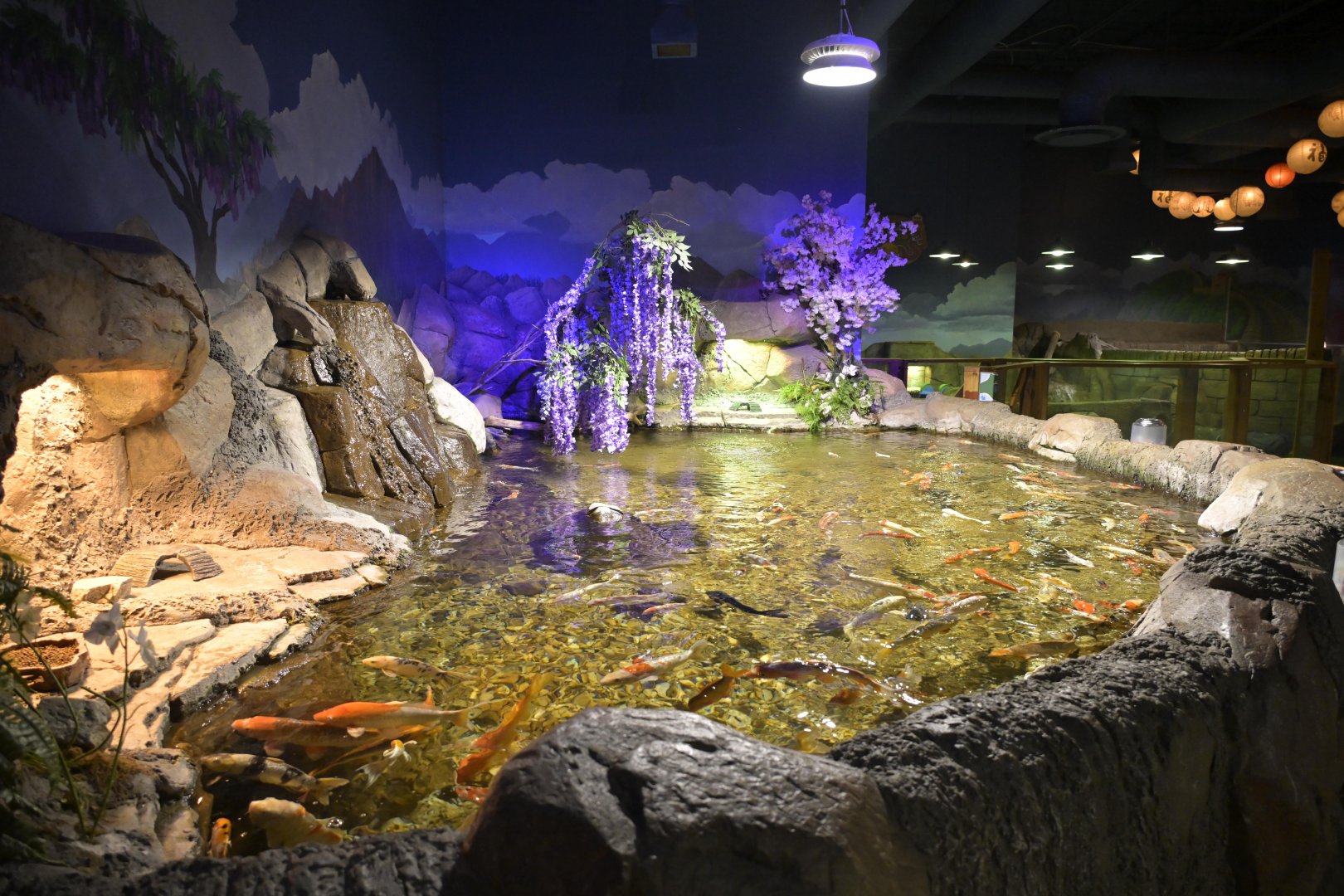 Hill City AquaZoo - Turtle and Koi Exhibit