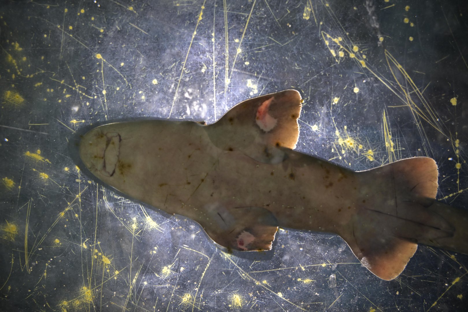 Hill City AquaZoo - White-spotted Bamboo Shark (Chiloscyllium plagiosum)