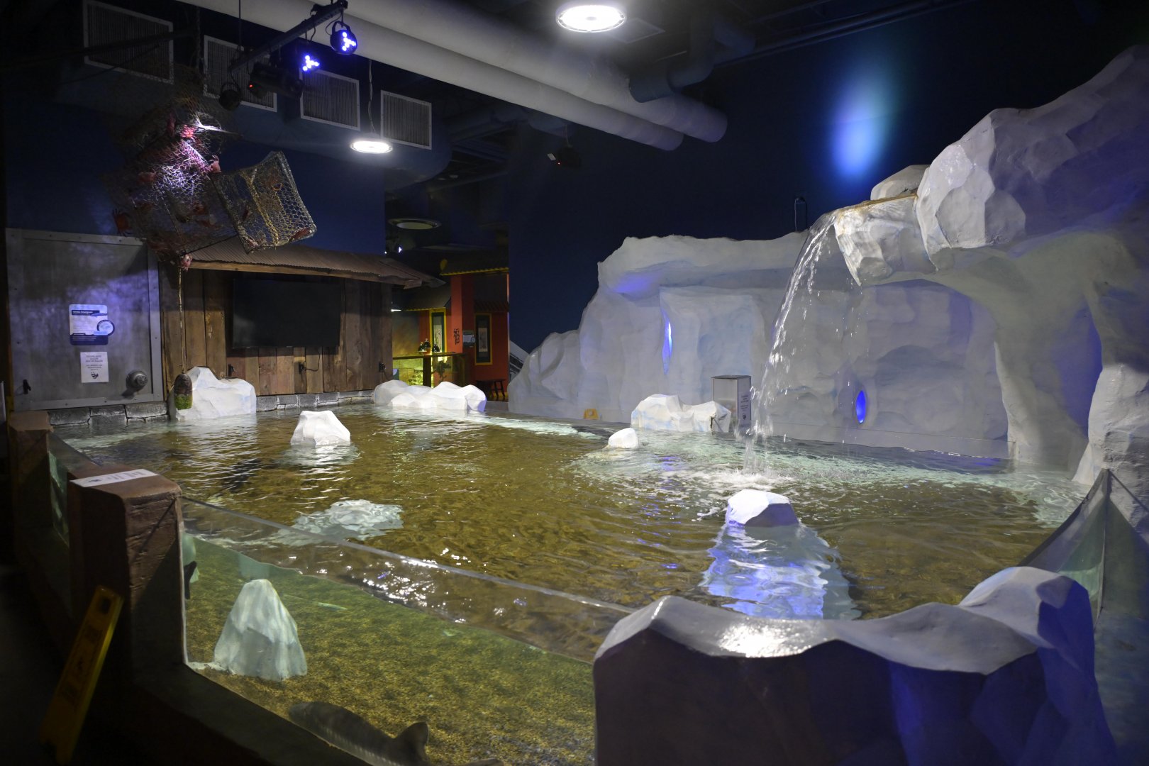 Hill City AquaZoo - White Sturgeon (Sinosturio transmontanus) Exhibit