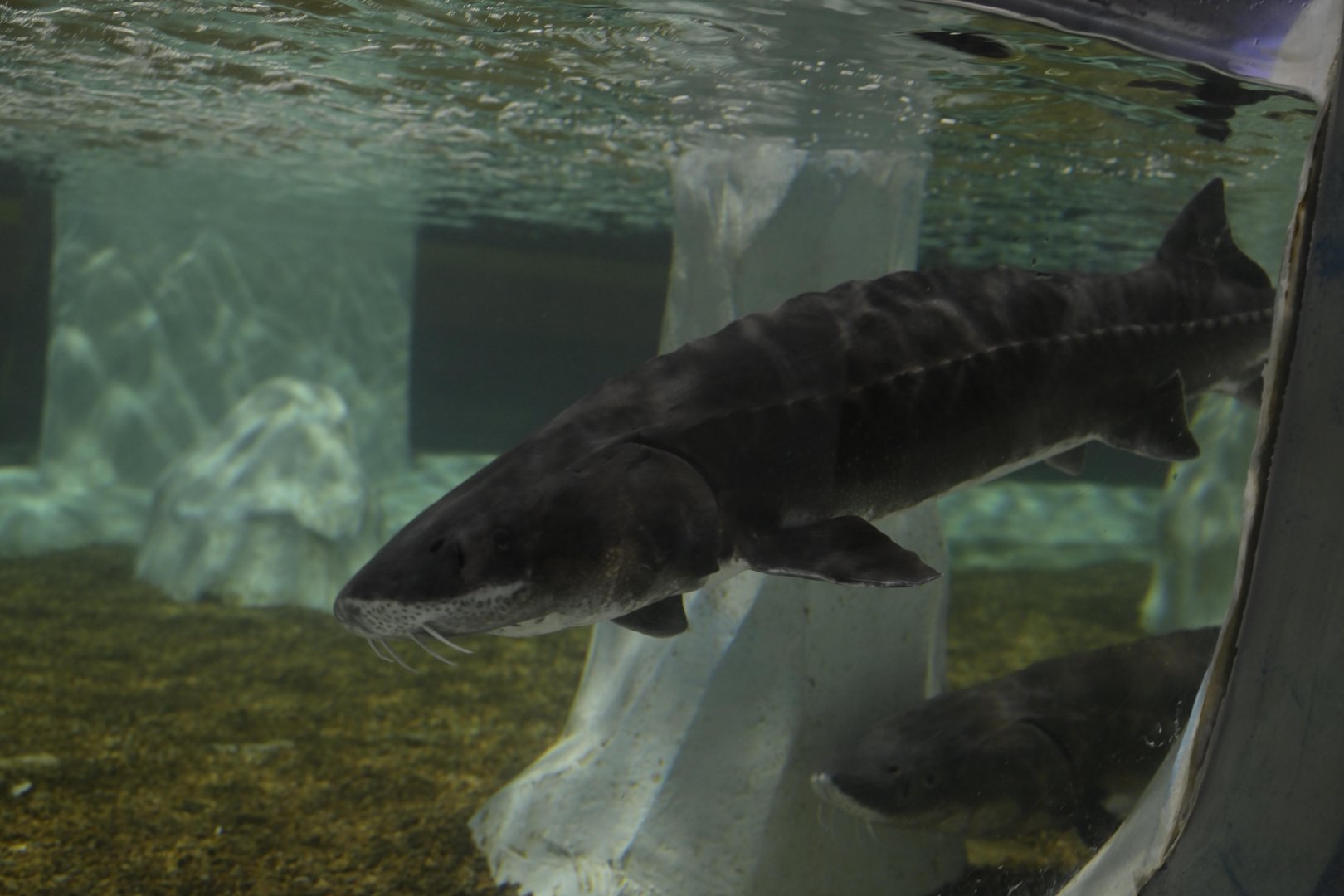 Hill City AquaZoo - White Sturgeon (Sinosturio transmontanus)