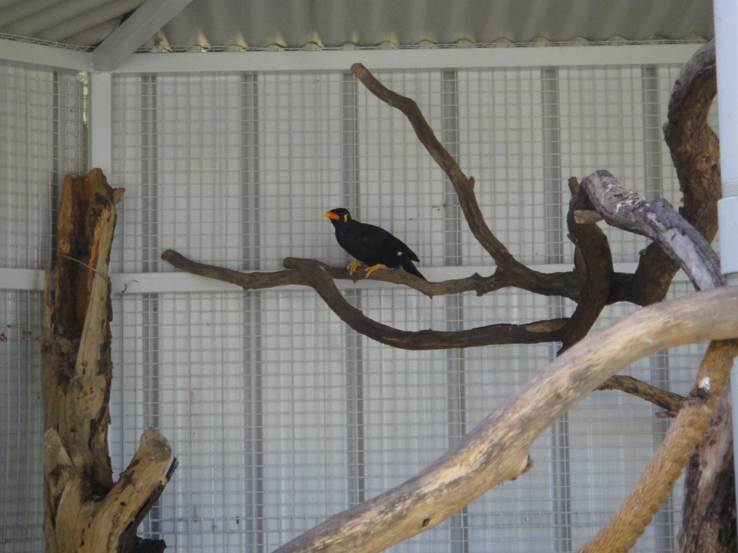Hill Myna (2011)