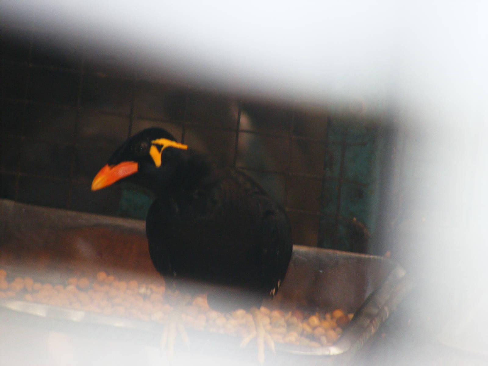 Hill myna 24.8.10