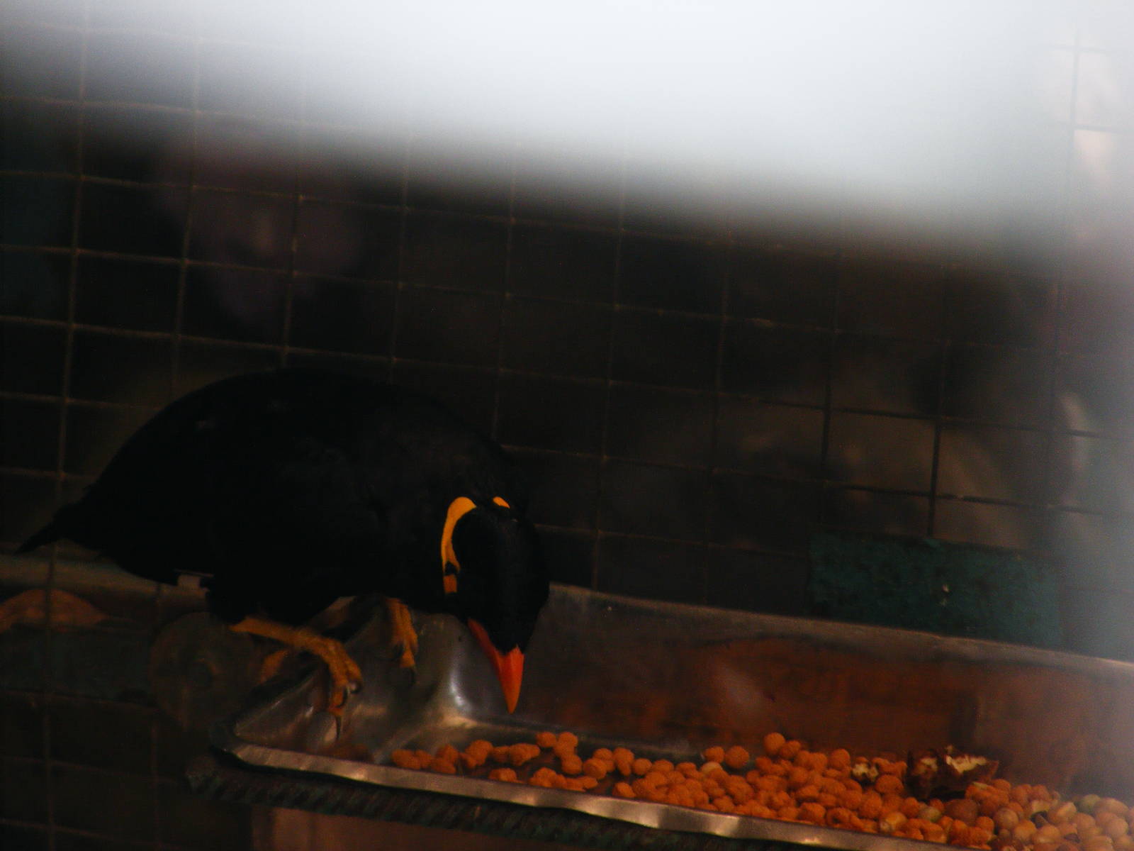 Hill myna 24.8.10