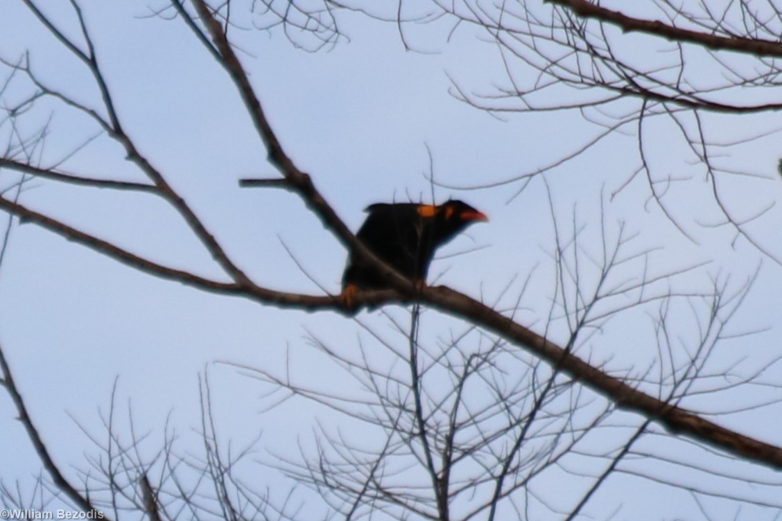 Hill Myna Gracula religiosa batuensis - Siberut