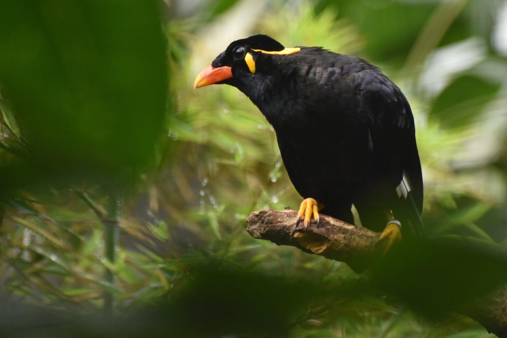 Hill Myna Gracula religiosa