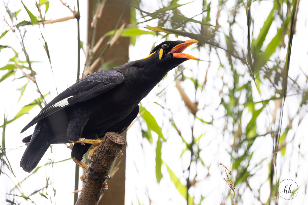 Hill Myna / Thrigby - 11-4-24