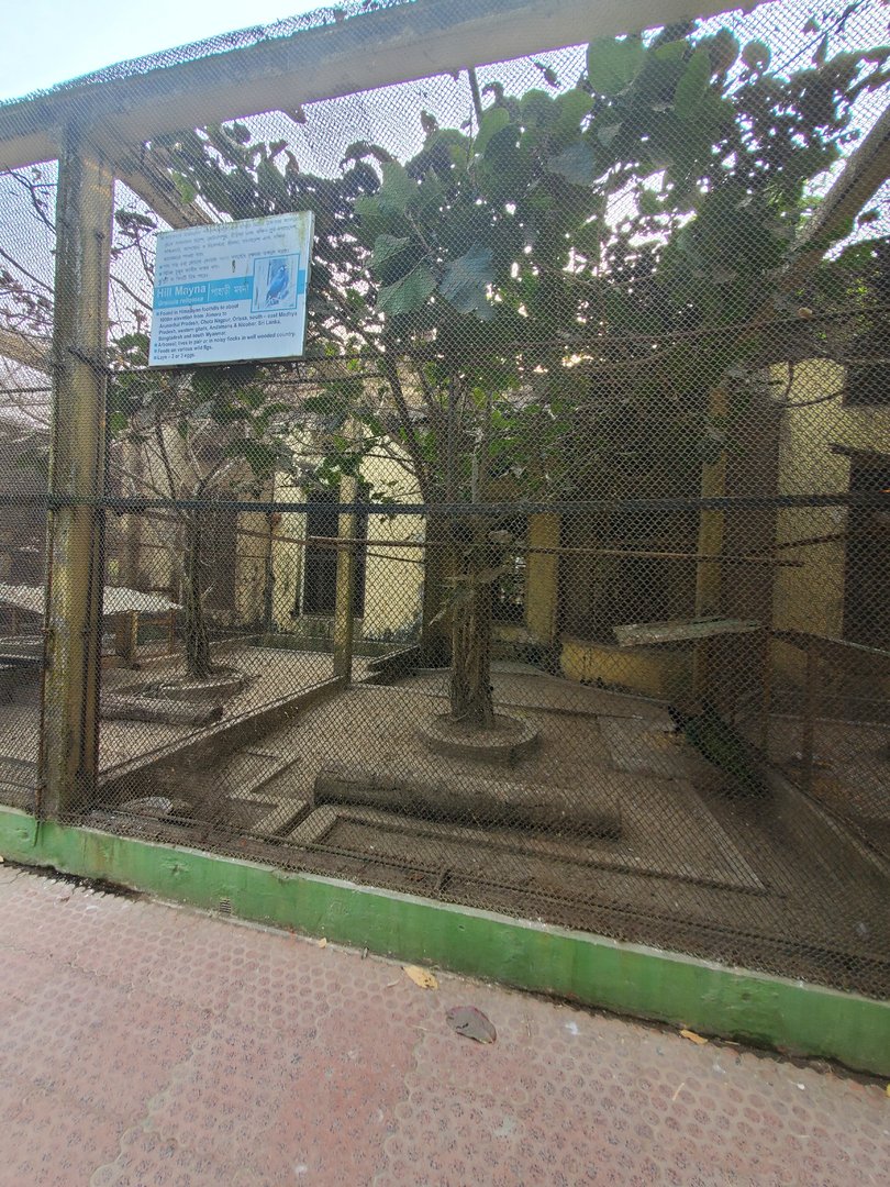 Hill Myna + Unsigned Indian Peafowl Exhibit - January 2023